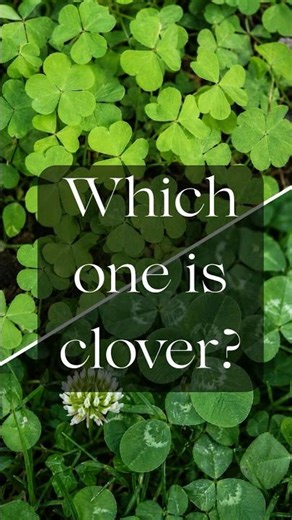 Which One Is Clover? Most Gardeners Get This Wrong ☘️
