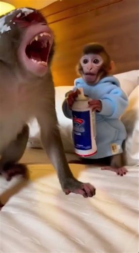Unexpected facial #viral #fyp #animals #monkey