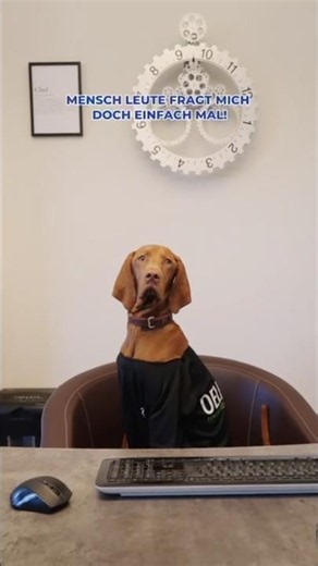 Wilma macht ihr Praktikum und zeigt uns gleich wie es richtig geht 🐕😉🤣👍🏻🤷🏼