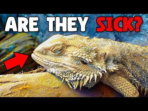 How Do I Know if My Bearded Dragon Is Sick?