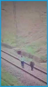 Animals Stuck On Railway Tracks... Then This Happened 🚆