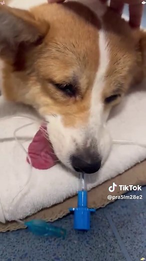 When dog woke up from anesthesia 🐶🐶🐶 #dog #anesthesia #funny #cute #funnyvideo