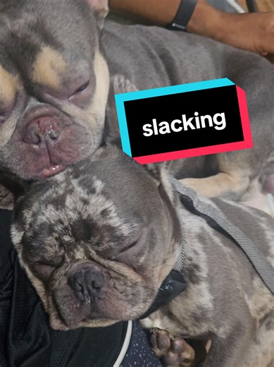 My super slackers slacking per usual, but they getting along. This was around the time we first got Teddy—y’all enjoy the visuals of the French Connection. Woof, woof. . . #frenchbulldogs #frenchiesoftiktok #aries #bulldog #teady