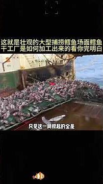 这就是壮观的大型捕捞鳕鱼场面鳕鱼干工厂是如何加工出来的看你完明白！#鳕鱼 #鱼干 #科普一下 #美食