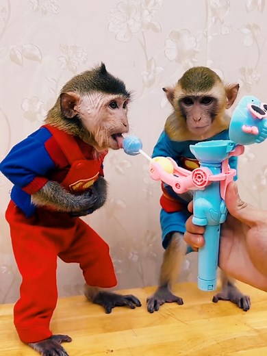 Hilarious Monkey Moments That Will Make You Laugh