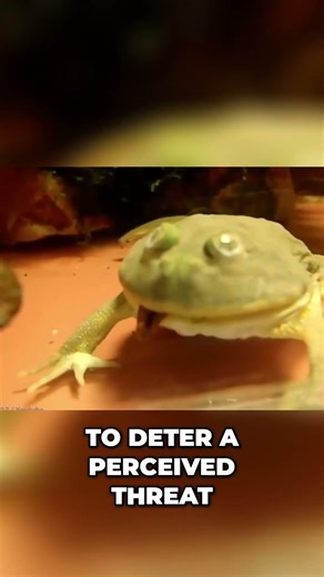 Budgett's Frog: Cute But Surprisingly AGGRESSIVE! #shorts