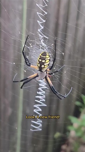 Amazing Writing Spider Encounter in Nature!