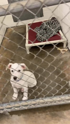 221K views · 393 reactions | As you can see, we are FULL! We are a no-kill animal rescue so our animals are completely safe but we would love to get them into amazing homes so that we have space to rescue animals in need! Please put in an adoption application if you are interested in adding a furever friend to your home!  | Carolina Animal Rescue & Adoption | Facebook