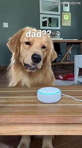 My Dog Reacts to Alexa - Tucker Budzyn | Tucker Budzyn Fans