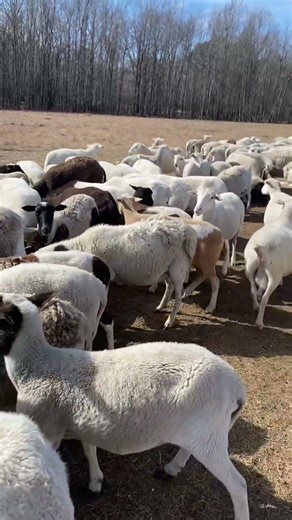 Sheep Are Eating The Minerals And Corn 🌽 #trending