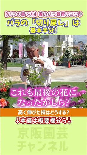 [How to Grow Roses] Tips for Summer Rose Care: Rainy Season is Here! Let's Try Repotting and Prun...