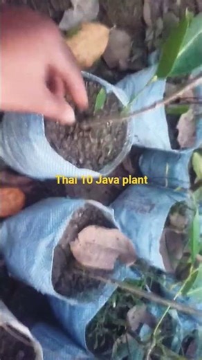 Thai 10 Java plant/ All exotic plant available / ☎️8016232022