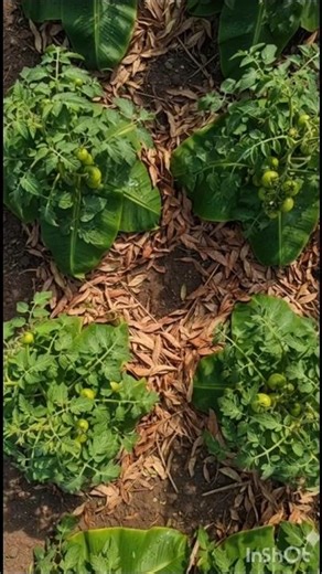 The Clever Farmer and the Tomato Farming”#shorts #ai