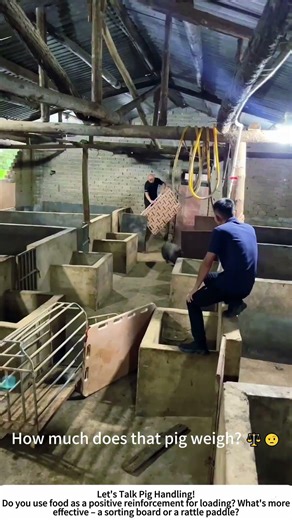 Loading Pigs into a Crate – Calm & Efficient Barn Work 🐖📦