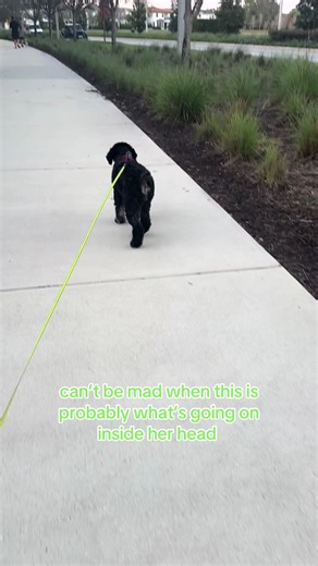 😃 🐕 #springerdoodle #doodlesoftiktok #dogsoftiktok #sproodlesoftiktok #fyp