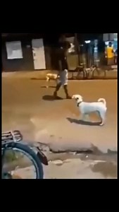 Legea strazii | Mihai Dragomir