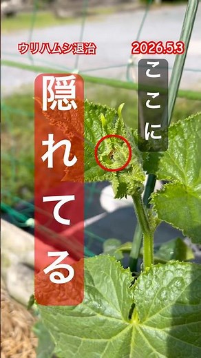 [Information on pest control for vegetables] #pestcontrol