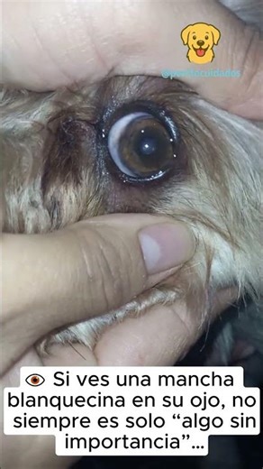 Distrofia corneal en perros: la señal en el ojo que no deberías ignorar
