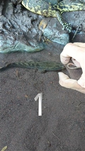 fishing and hunting,a fishing rod- SNAKEHEAD FISH #shorts #fish #channa #viralvideo