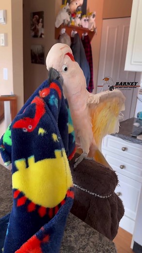 Peek A Boo!! 👀 #barneythewestcoastcockatoo