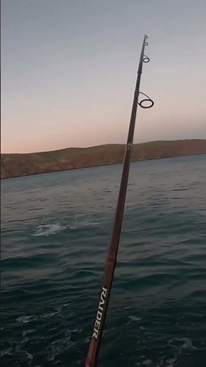 Monster Queenfish | Land based fishing #fishing #fishingaustralia