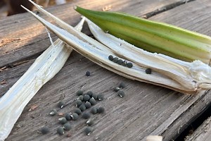 How to Save Okra Seeds Successfully - Audrey's Little Farm