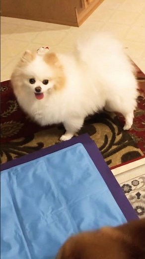 pomeranian barking sounds loudly that will make you laugh