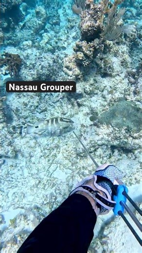 Hawaiian Sling Nassau Grouper