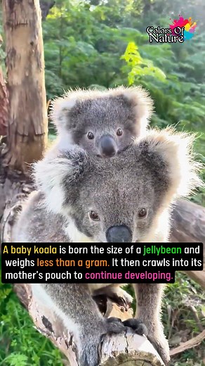 11K views · 649 reactions | Baby koala | Colors Of Nature | Facebook