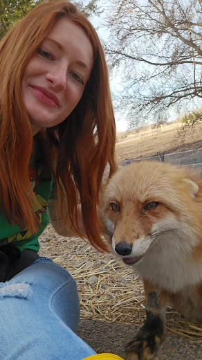 Cute Fox Videos: Laughing and Screaming Red Foxes