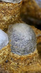 Nature's Wonder: Wasp Breaking Out of Its Cocoon #wasps | Tropical insects