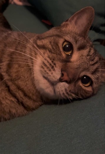 Burd Burd the cat here with the essentials: awoo/honk/high-five combo. Good luck out there this week Burd watchers ❤️ #burdburd #honk #awoo #talkativecat