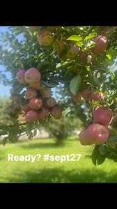 We are getting it all ready for you! Opening day is Sept 27 through October! 🍎 | Anderson Apple Ranch