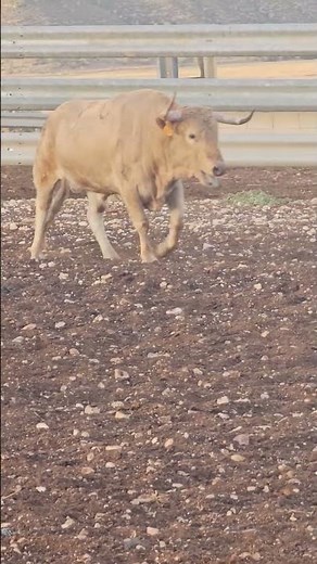 😱 TOROS SUPER ENFADADOS