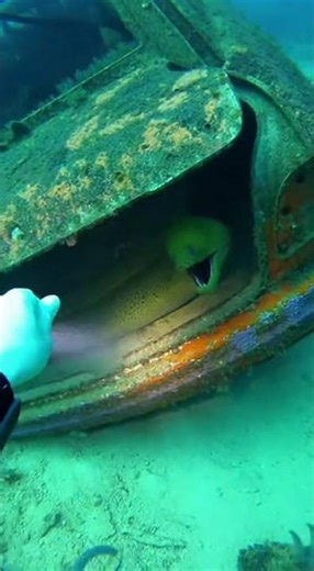 This Underwater Discovery Turned Violent in Seconds