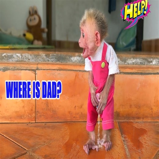 Baby monkey Moon panics after wetting her pants and searches for dad | Foodie Street Show