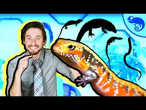 Every Single Reptile Species That I Have