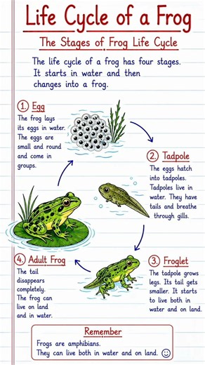 Life Cycle of a Frog | Stages of Frog Life Cycle