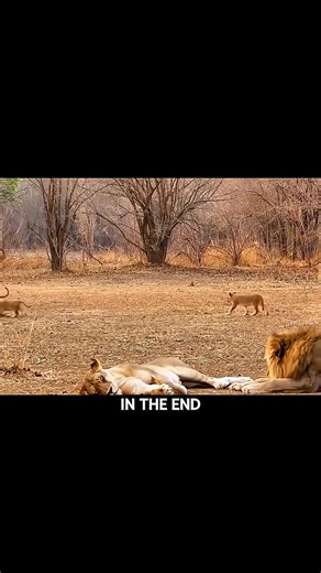 190K views · 3.7K reactions | Abandoned Lion Cub’s Journey of Hope | Inspiring Wildlife Story #wildelife | Amazing Interesting Facts | Facebook