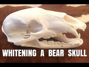 HOW TO WHITEN A BEAR SKULL