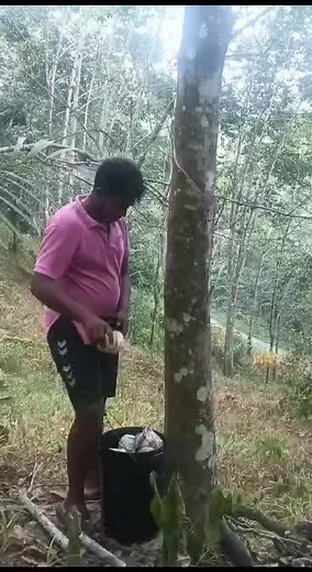 Tree Tapping for Maple Syrup: Outdoor Adventure