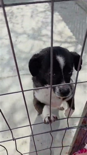 Nala #adoptstrays #labusfamily #dogs