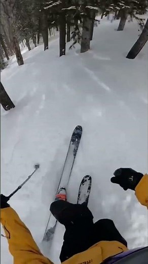 Fast Telemark Turns in Tight Trees #telemark #freeheellife #treeskiing #skiing #shorts