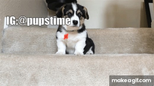 Puppy Love on Make a GIF