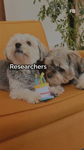 Did You Know Dogs Dream Just Like Humans When They Sleep?