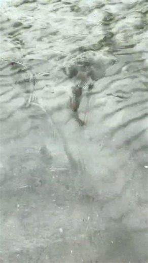 Banjo sharks (also known as Southern Fiddler Rays) spotted in shallow shore . #shark #fyp #aussie