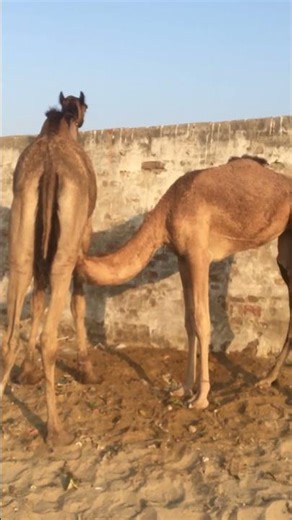 Survive in hot desert climates #animals #sahara