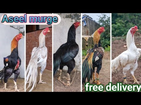 High Quality Aseel Chicks BIG Supplier India | WhatsApp Rate.+919365742040