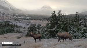 Welcome to Part 2 of the filming of an amazing day last October in the woods of Alaska. This one will clearly show how far a Mother moose will go to protect her baby. If you missed Part 1 simply scroll back to last Saturday to watch. Flat Top had an amazing rut and claimed the throne from Swagger this year, (which was no easy task). He did it at only 6 ½ years old which is extremely unusual. We encourage you to take in the beautiful scenery from this one. Some of the places these moose frequent 