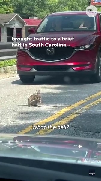South Carolina couple stunned by tense battle between rabbit and snake